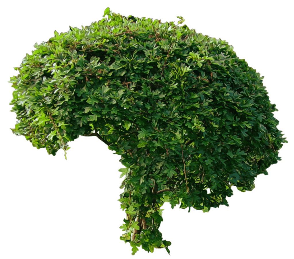 Декоративный кустарник — элемент ландшафтного дизайна