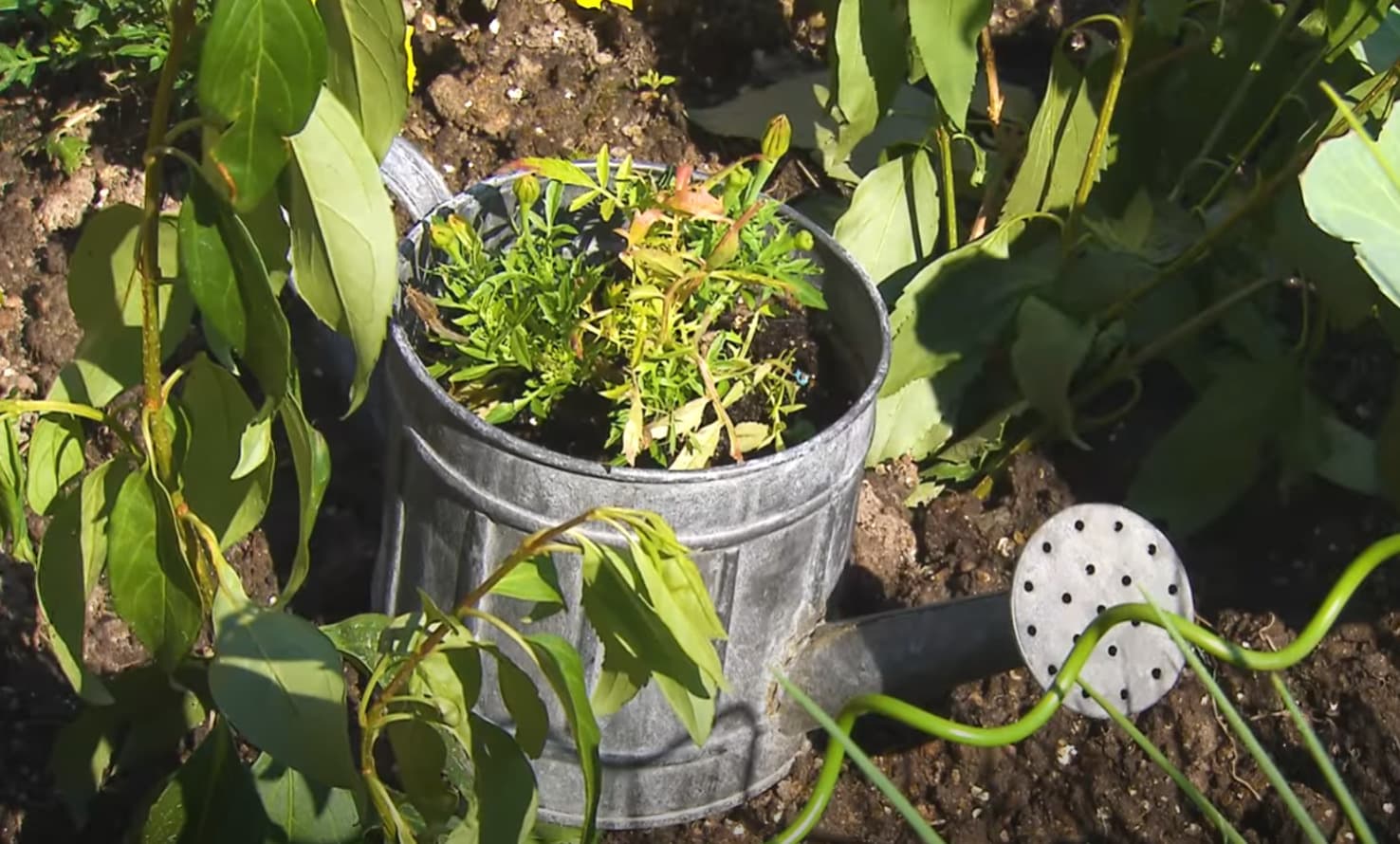 Овощи и декоративные растения в одной композиции