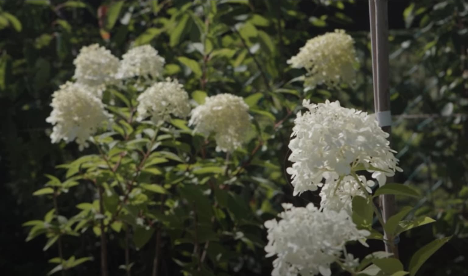 Цветущие растения и кустарники в композиции