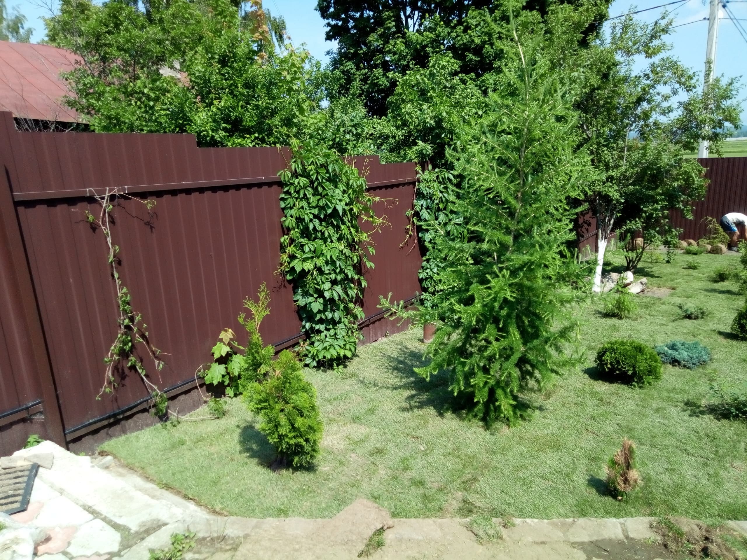 Как правильно выбрать и посадить туи