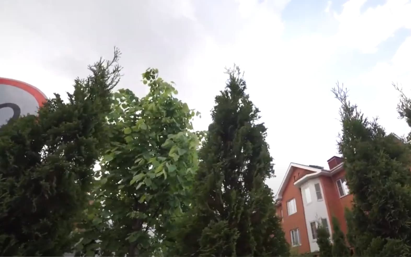 Посадка туи