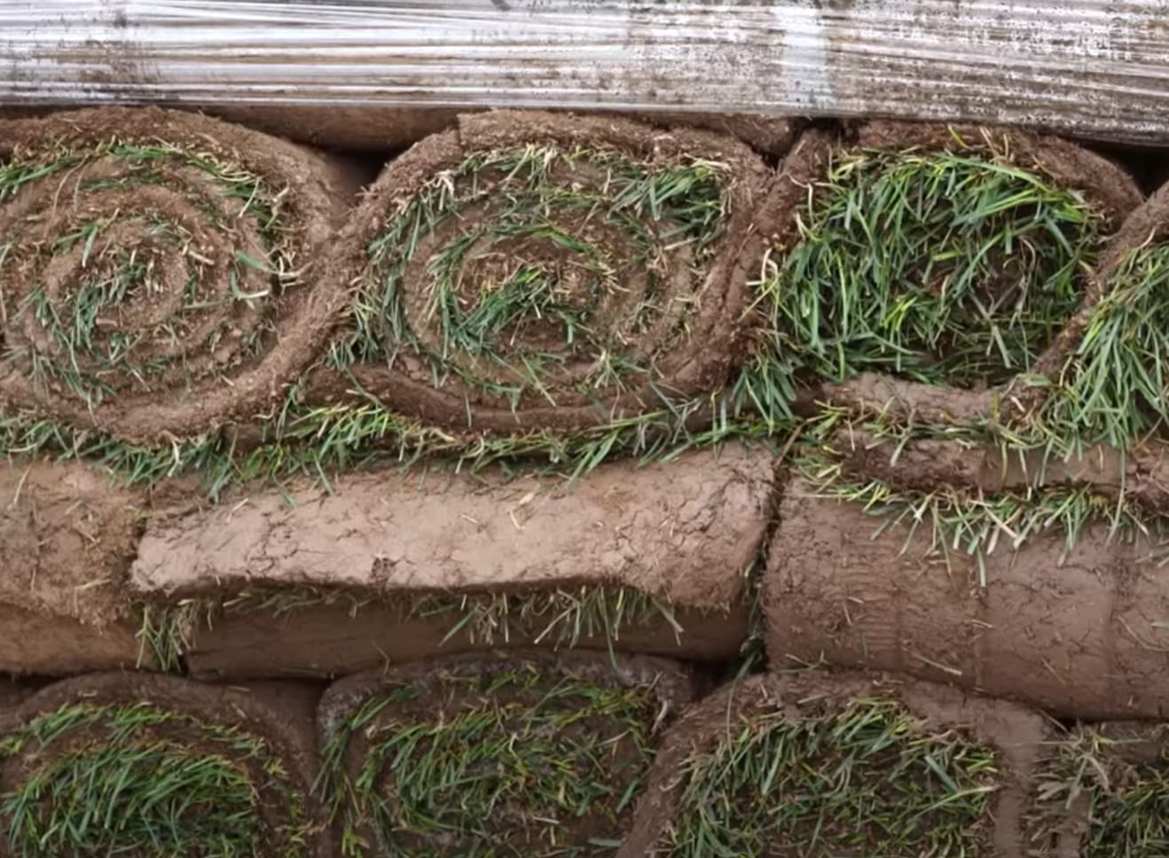 Уход за газоном: полив и укладка