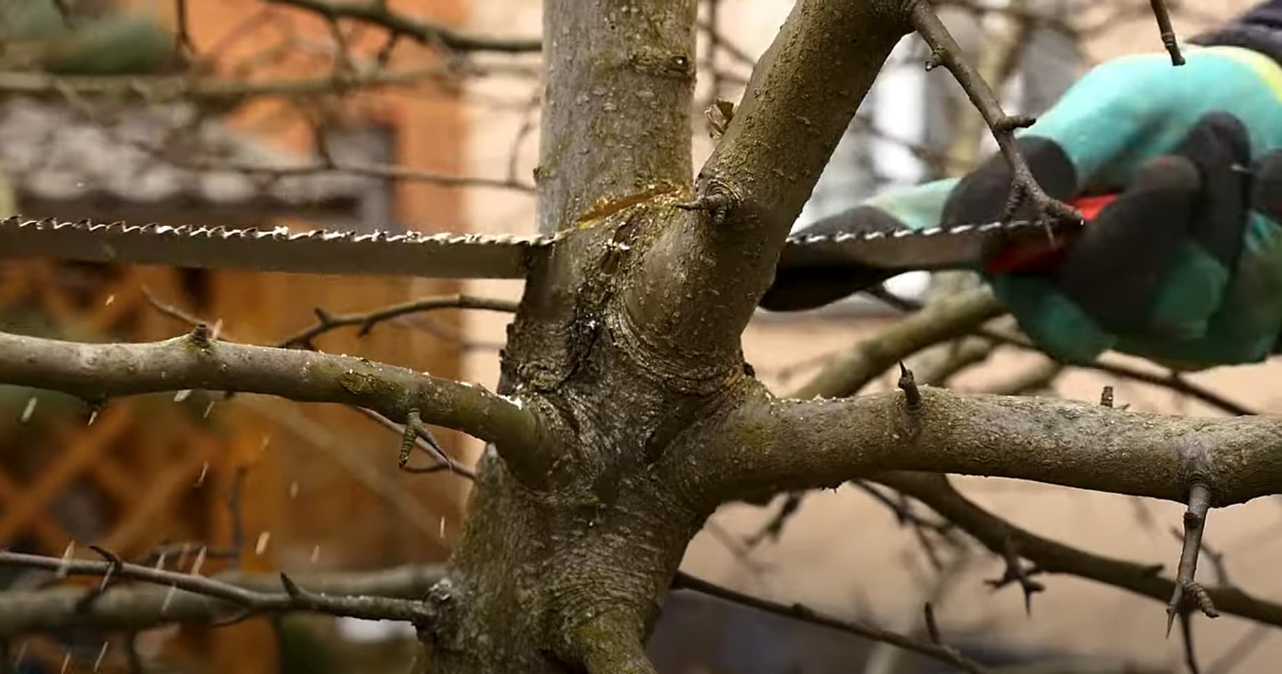 Обрезка деревьев