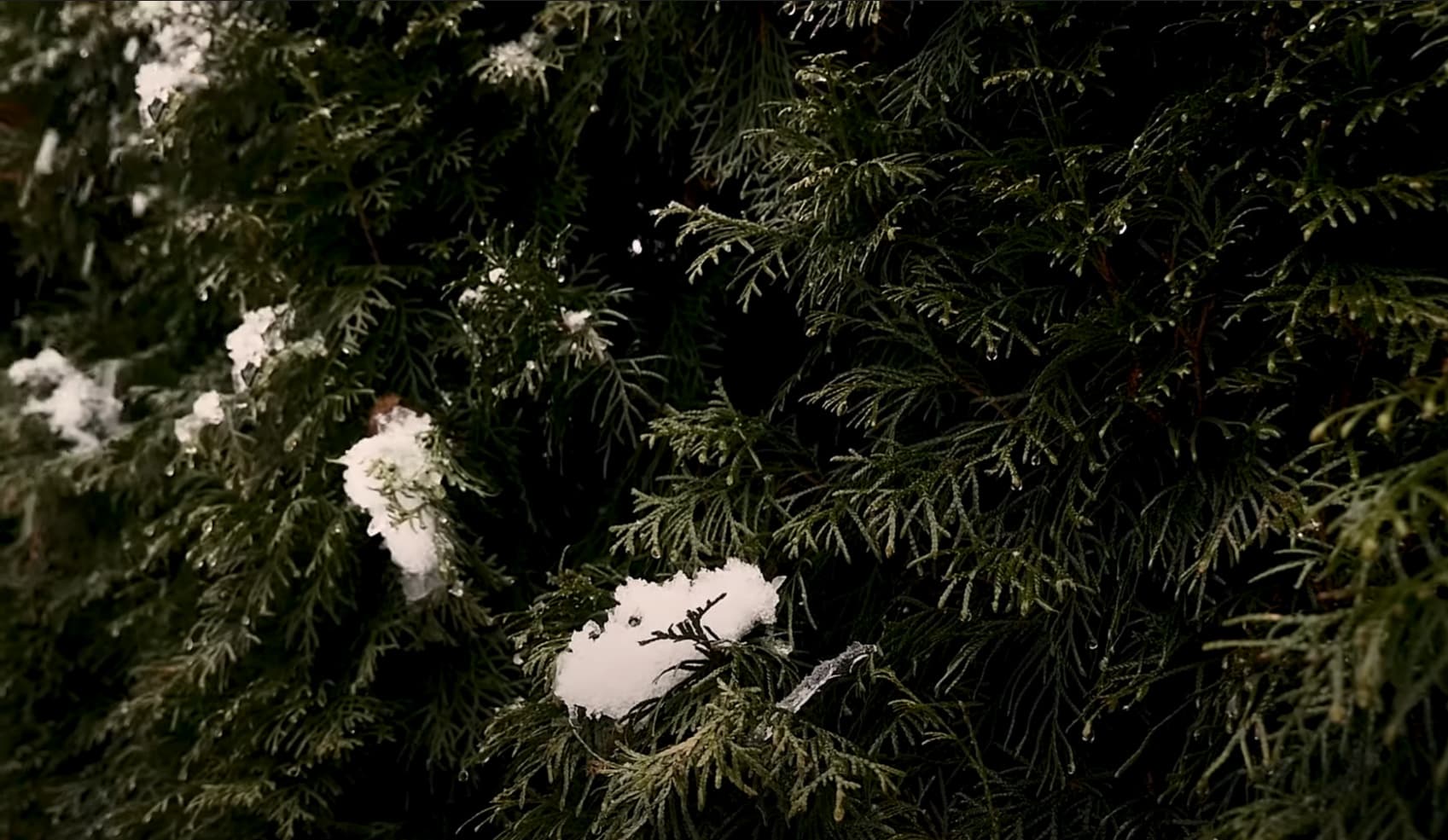 Живая изгородь из хвойных