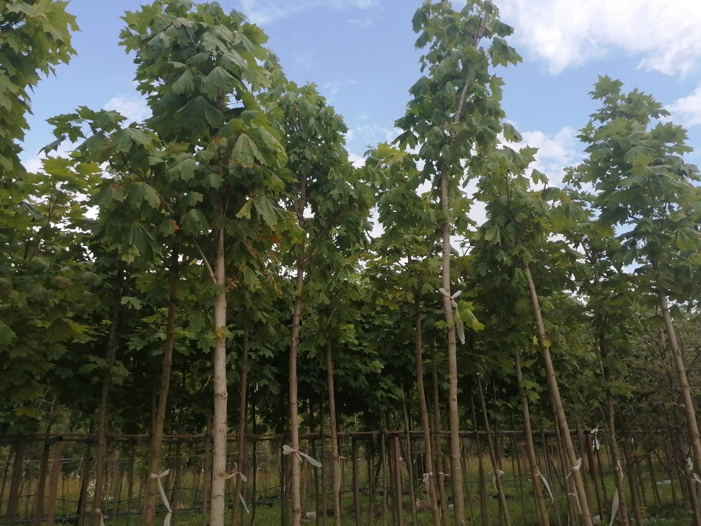 Комплексное озеленение и благоустройство