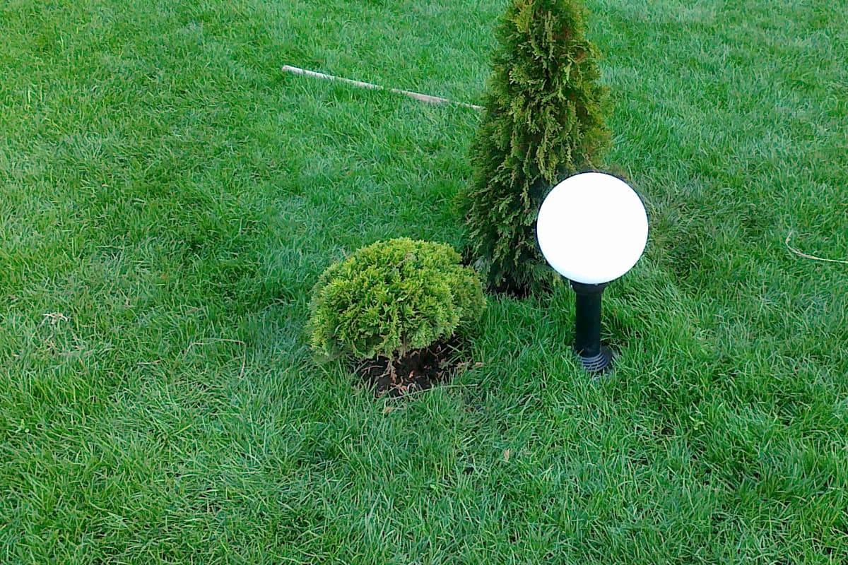 Посадка и укладка газона