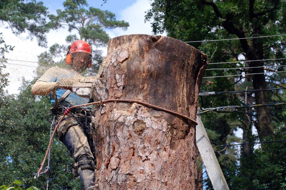 Спил деревьев